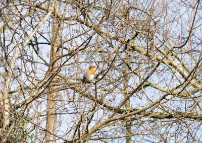 Garvaghy Road Portadown - Bird